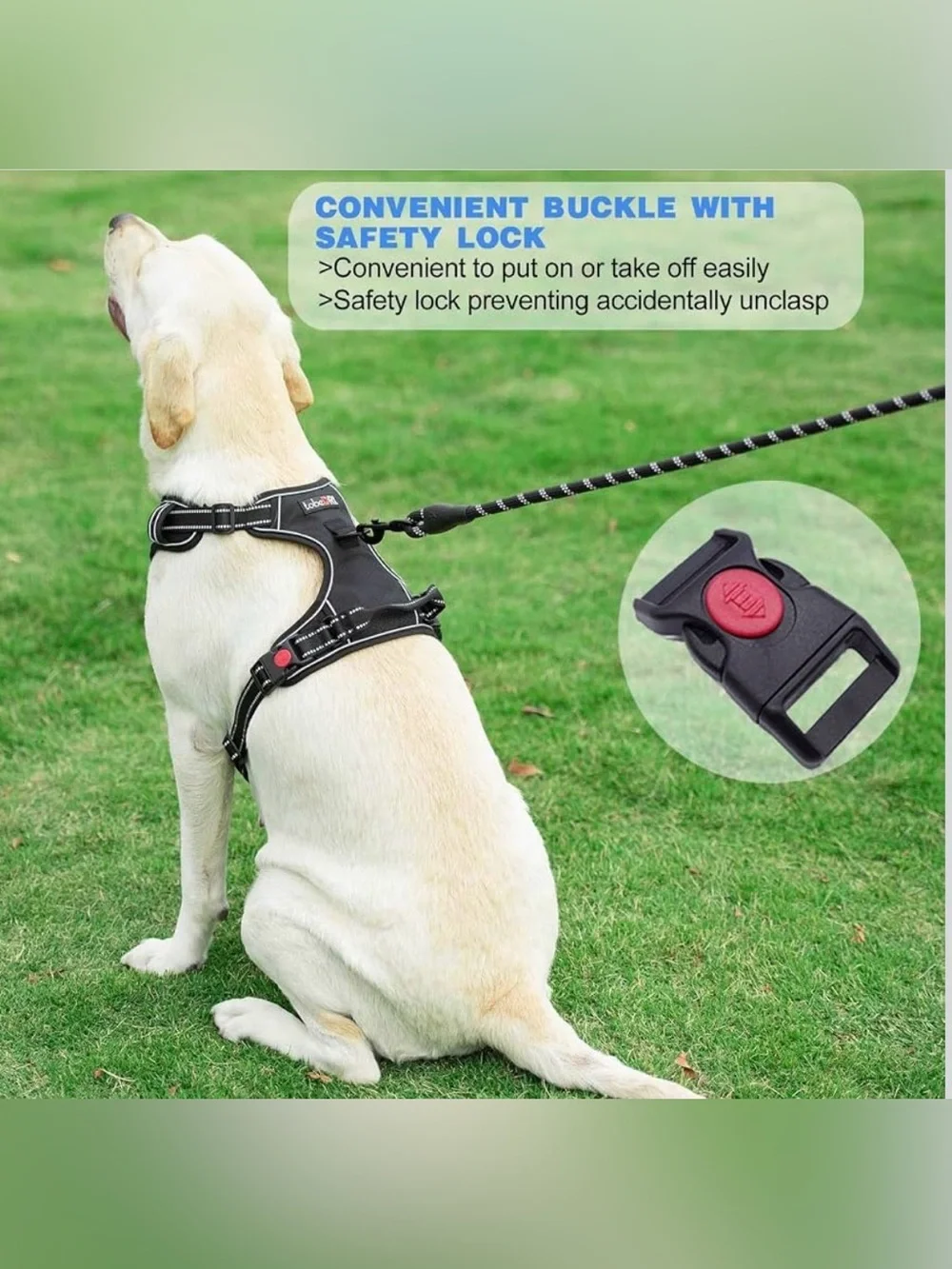 Blue Dog Large Harness and Leash Set